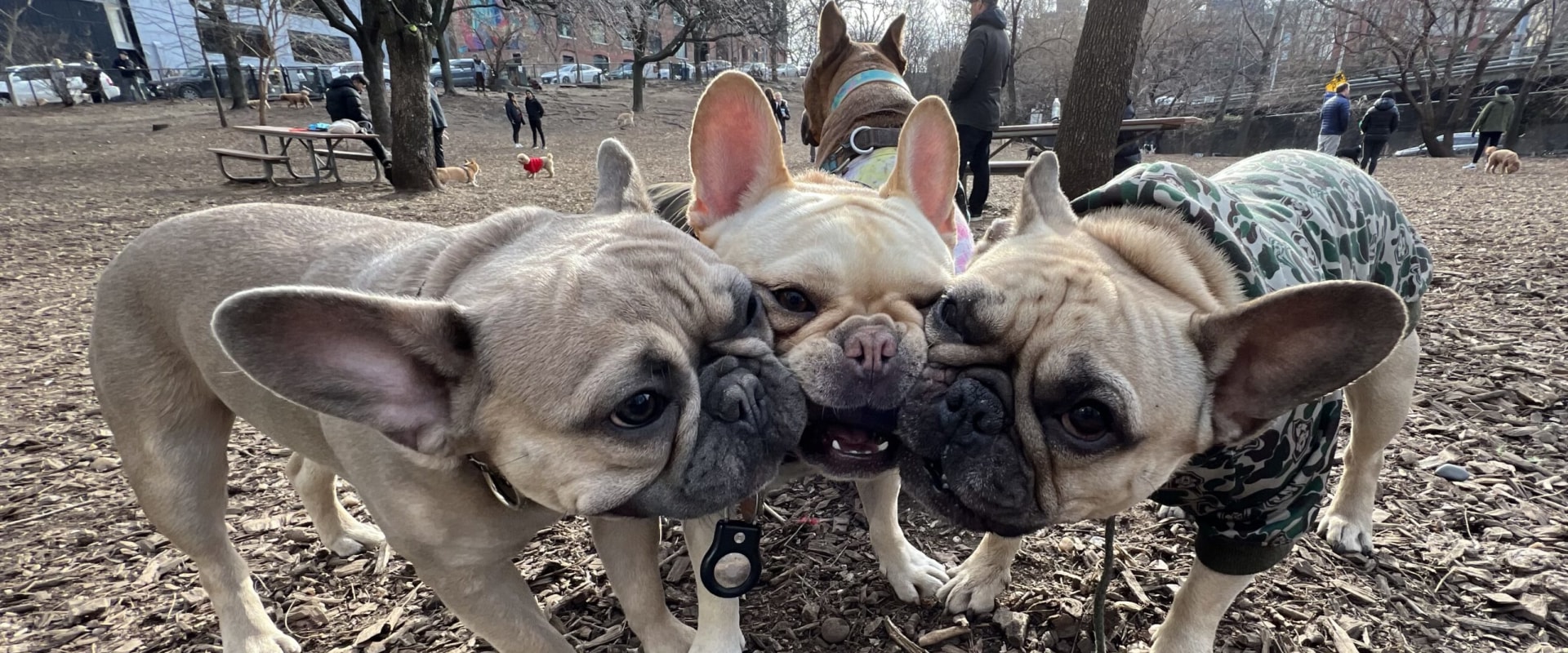 Pet-Friendly Events in Bronx, New York: A Guide for Animal Lovers